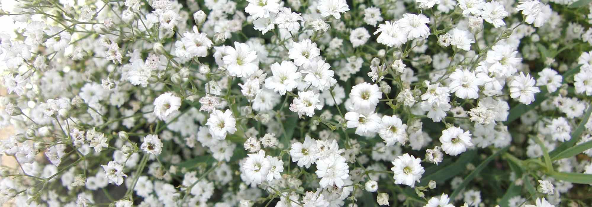 Gypsophile: planting and care