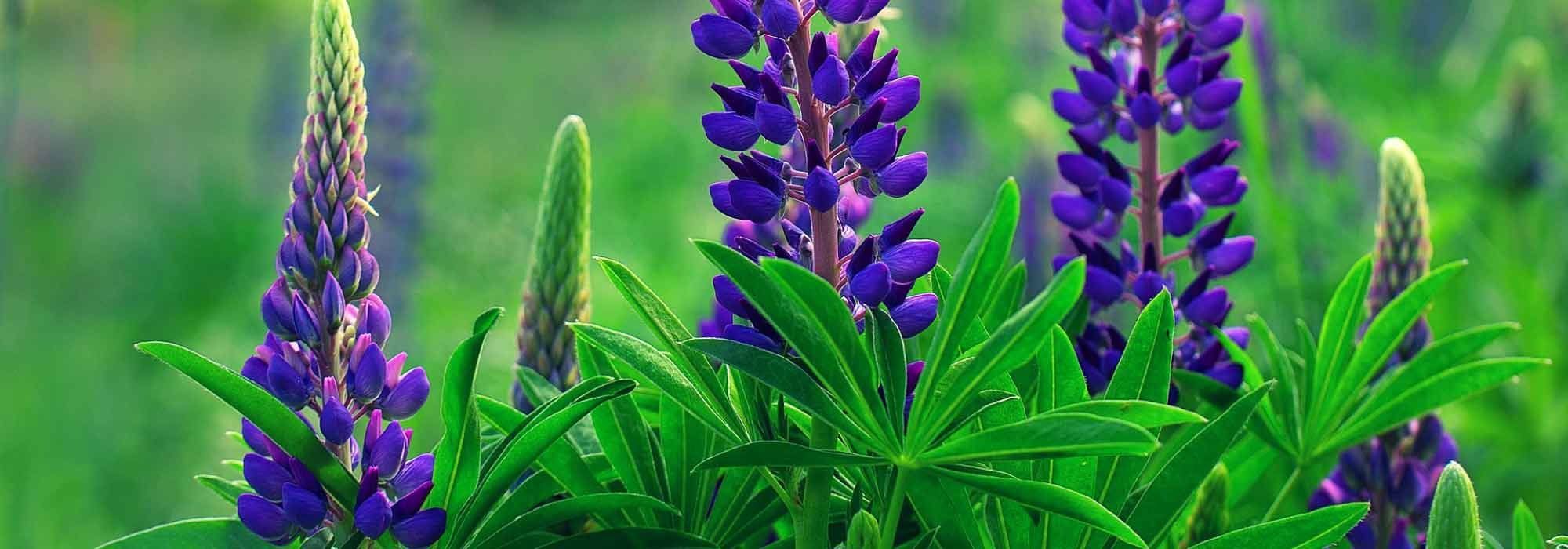 Lupin: sowing, planting and care