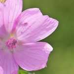 Mallow, Malva: sowing, planting, cultivation