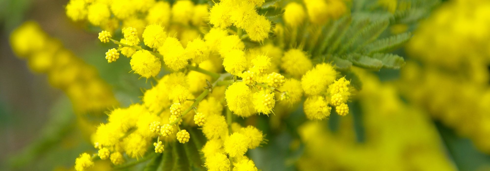 Acacia, wattle: planting, pruning and care