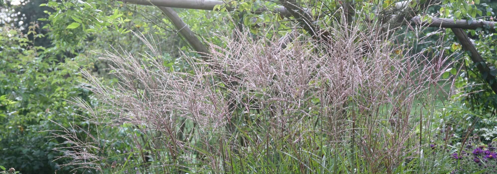 Planting, growing and caring for Miscanthus