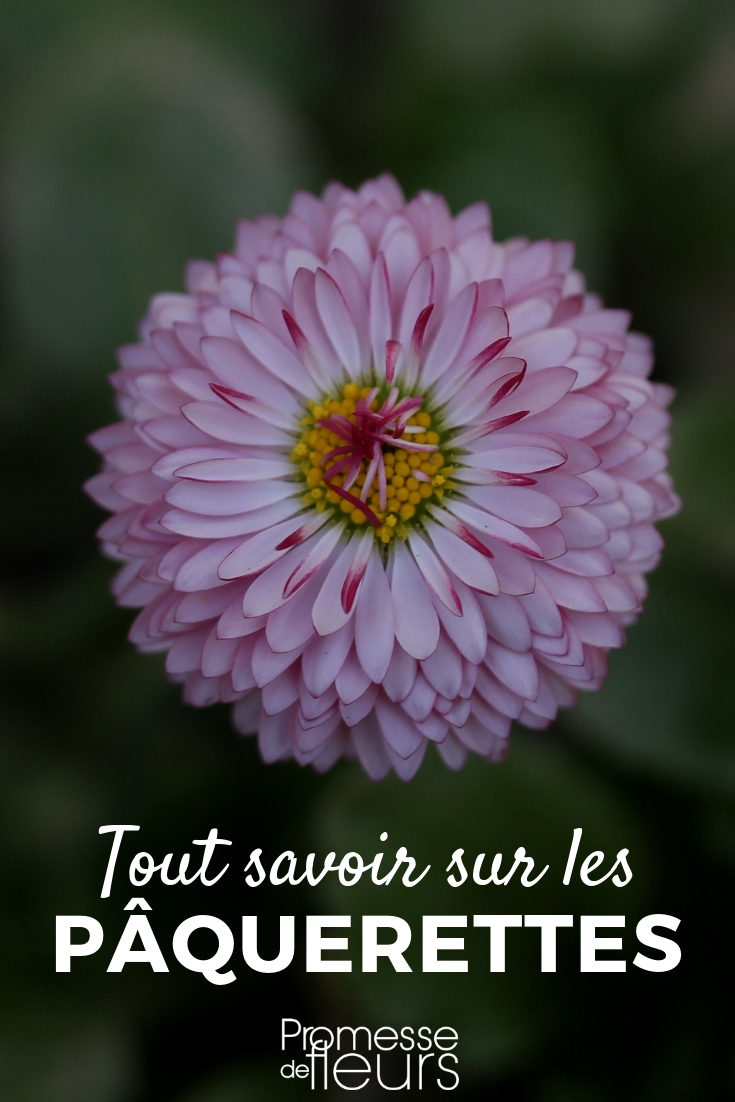 Daisy: Planting, Sowing, Cultivating - Tips