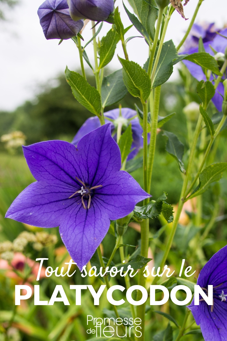 Platycodon: Planting and Cultivation - Our Advice