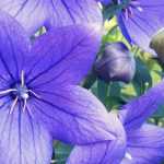 Platycodon: planting, cultivation, care