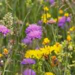 Sowing a flower meadow: why, how