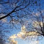 On Saint Catherine's day, do all wood really take root and grow better?