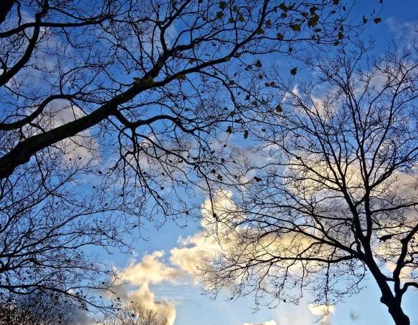 On Saint Catherine's day, do all wood really take root and grow better?