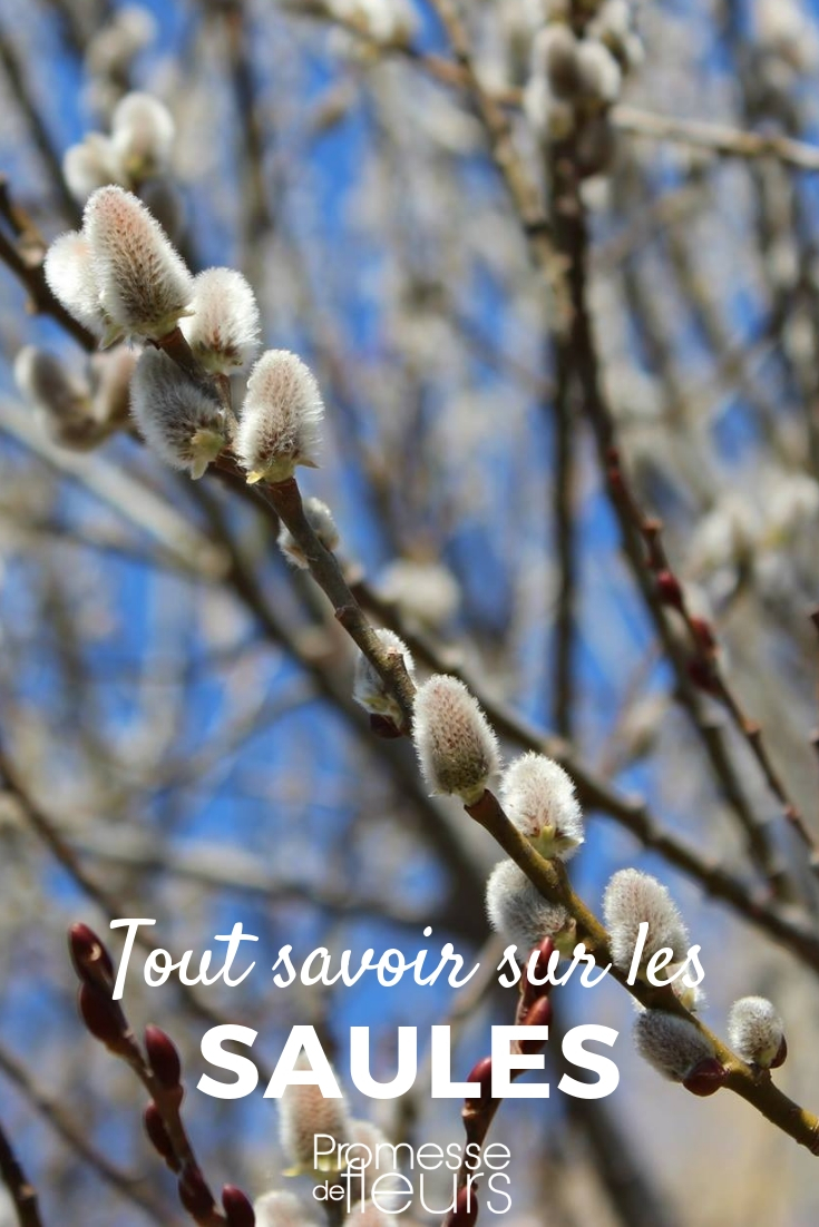 Willow, Salix: Planting, Pruning, and Maintenance