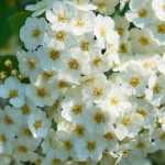 Pruning spring-flowering bushes