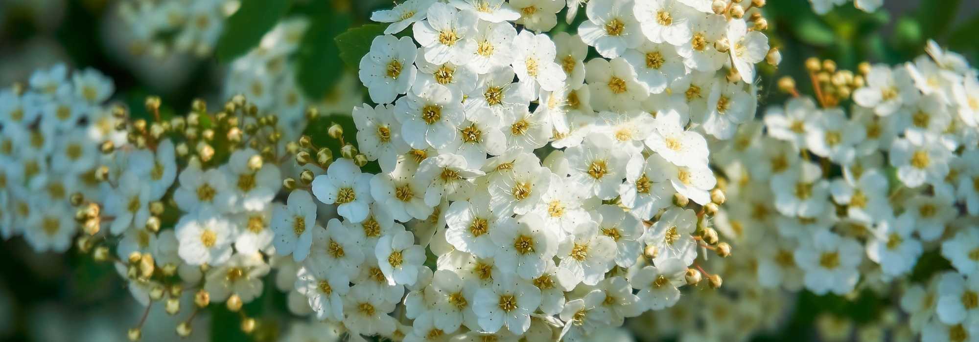 Pruning spring-flowering bushes