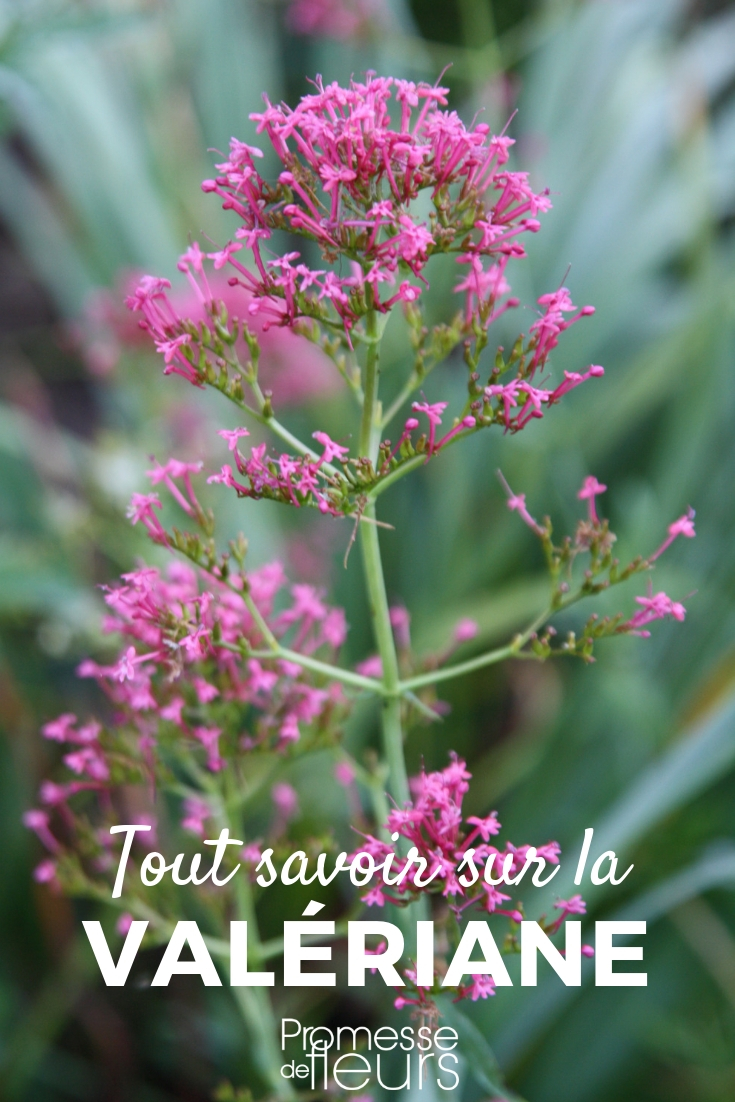 Valerian, Centranthus: Sowing, Planting, Cultivating