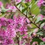 Hebe, shrubby veronica: planting, pruning and care