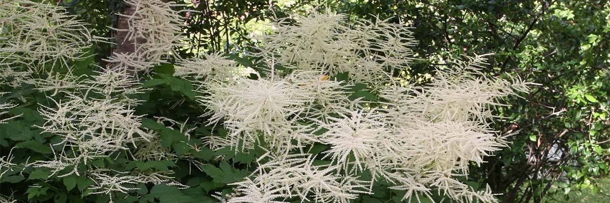 Aruncus, goat's beard: planting, growing and care