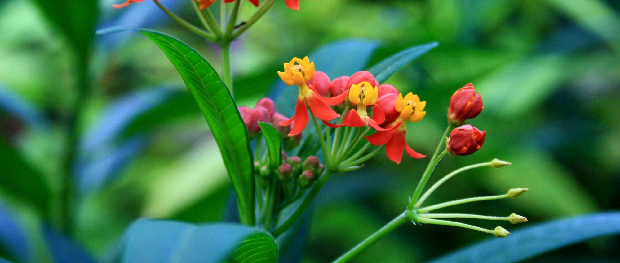 Asclepias: sowing, planting and care