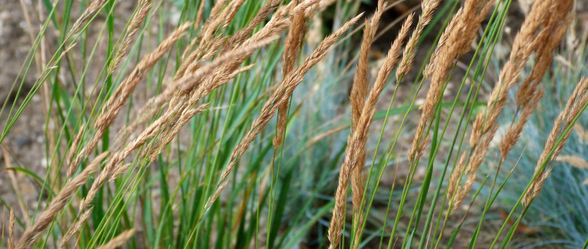 Calamagrostis: planting, growing and care