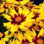 Coreopsis : to sow, to plant, to grow