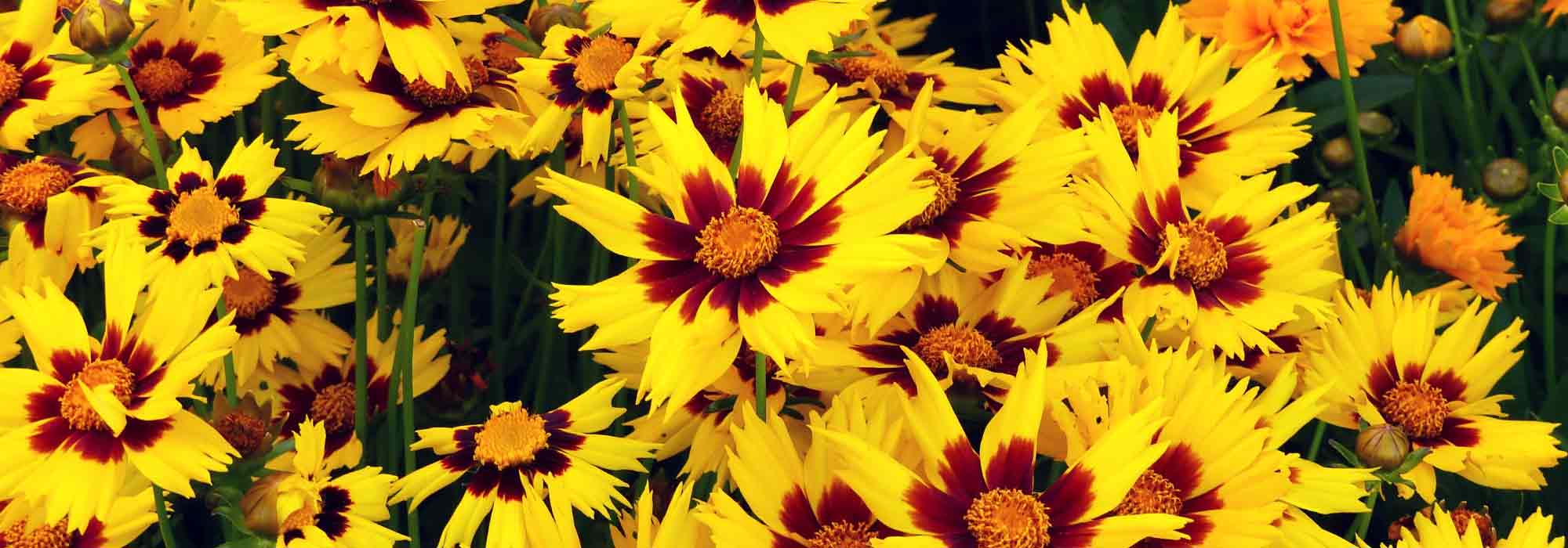 Coreopsis : to sow, to plant, to grow