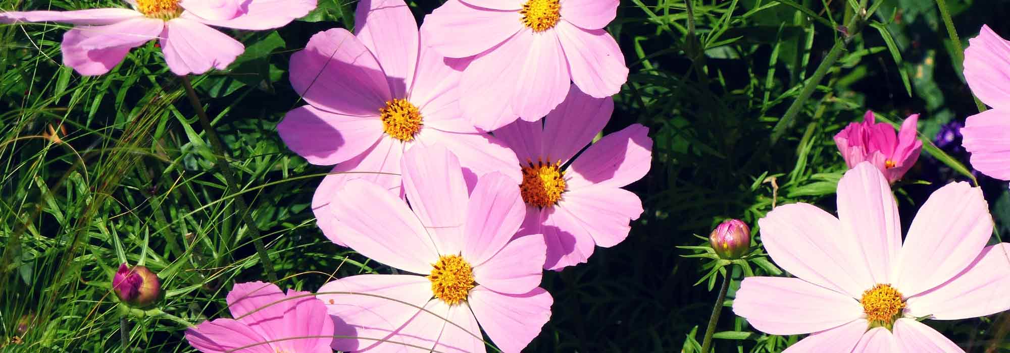 Cosmos: sowing and planting