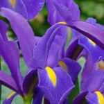 Dutch iris: planting and growing