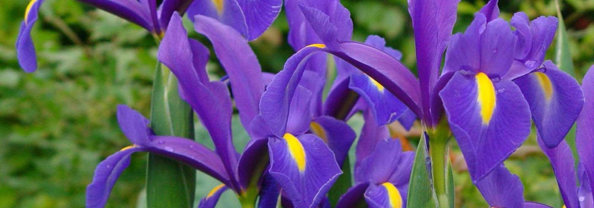 Dutch iris: planting and growing