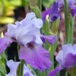 Garden iris, bearded iris: planting, care