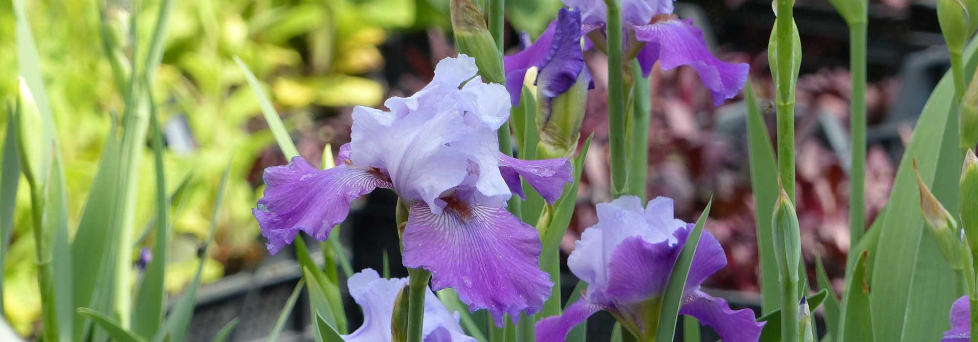 Garden iris, bearded iris: planting, care
