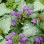 Deadnettle: planting, pruning and care