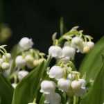 Lily of the valley: planting and care