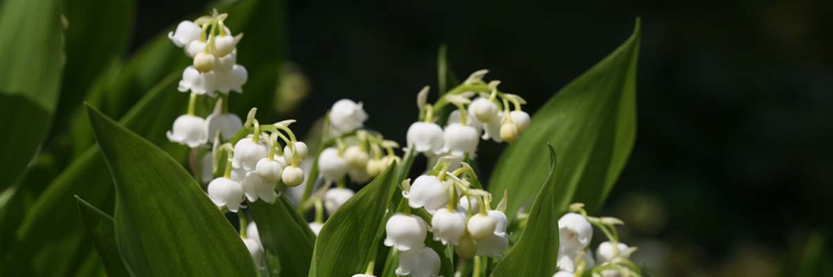Lily of the valley: planting and care