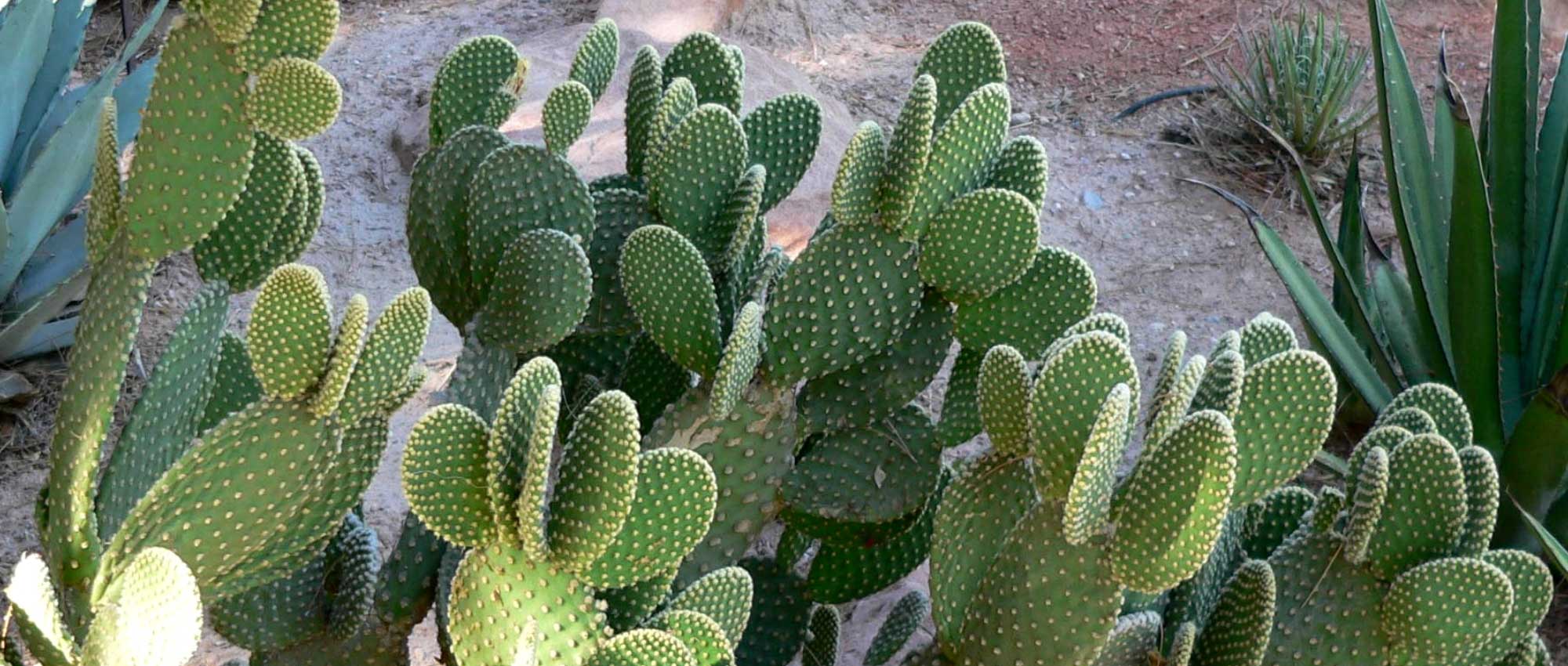 Opuntia, prickly pear cactus: planting, cultivation and care