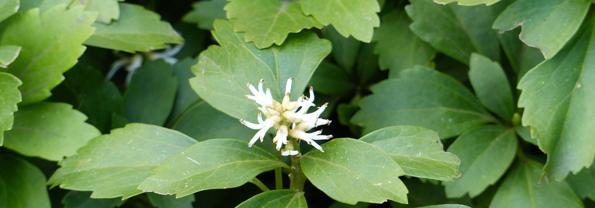 Pachysandra terminalis: planting, growing, care