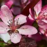 Flowering and ornamental apple trees: planting, pruning, care