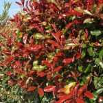 Which bushes or shrubs for which types of hedges?