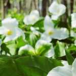 Trillium: planting, cultivation, care and uses
