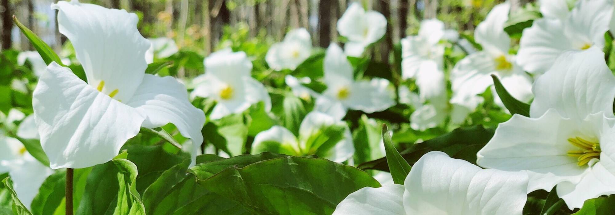 Trillium: planting, cultivation, care and uses