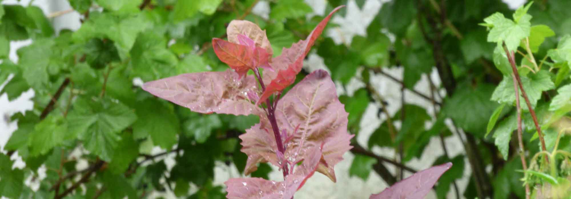 Orache: sowing, cultivation, harvest