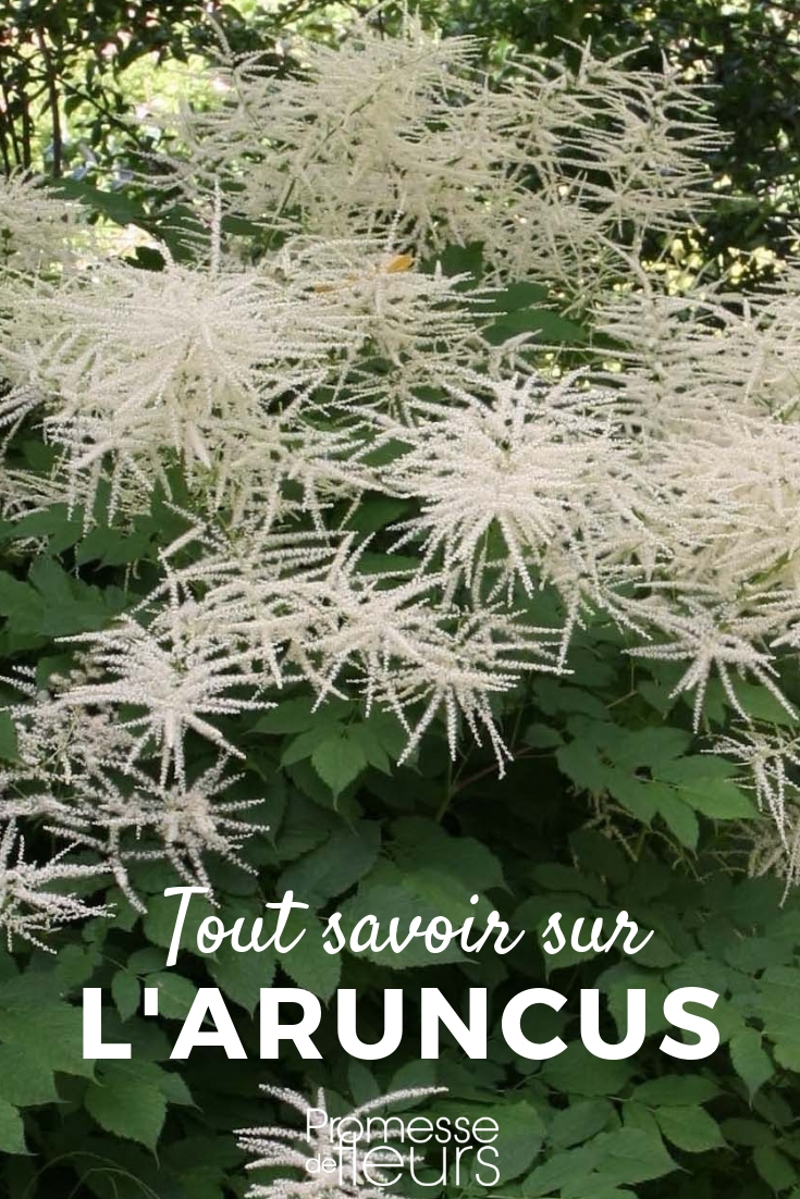 aruncus, goat's beard - tips