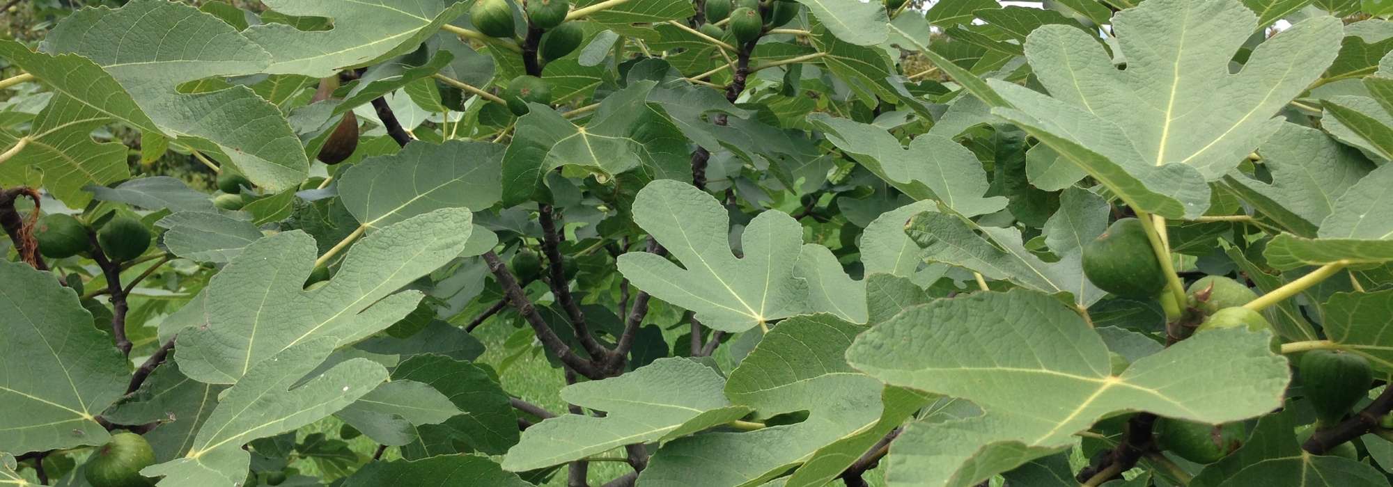 How to take a fig cutting and succeed?