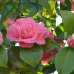 7 essential camellias