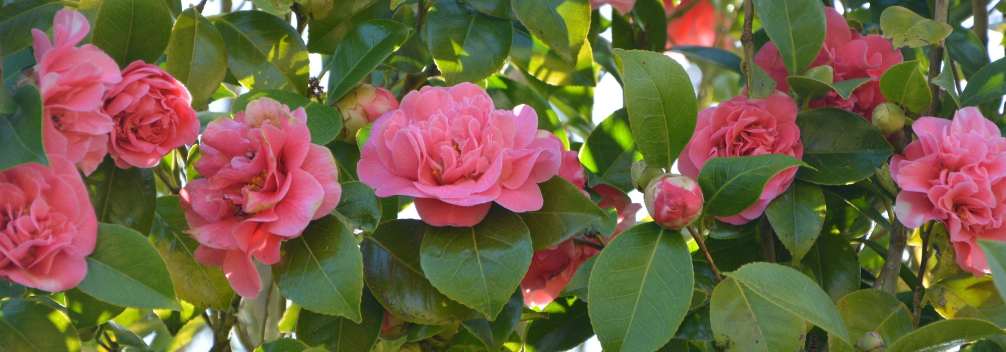 7 essential camellias