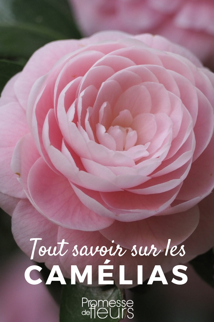 Camellia: Cultivation Tips