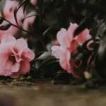 Potted camellia: choose, plant and grow