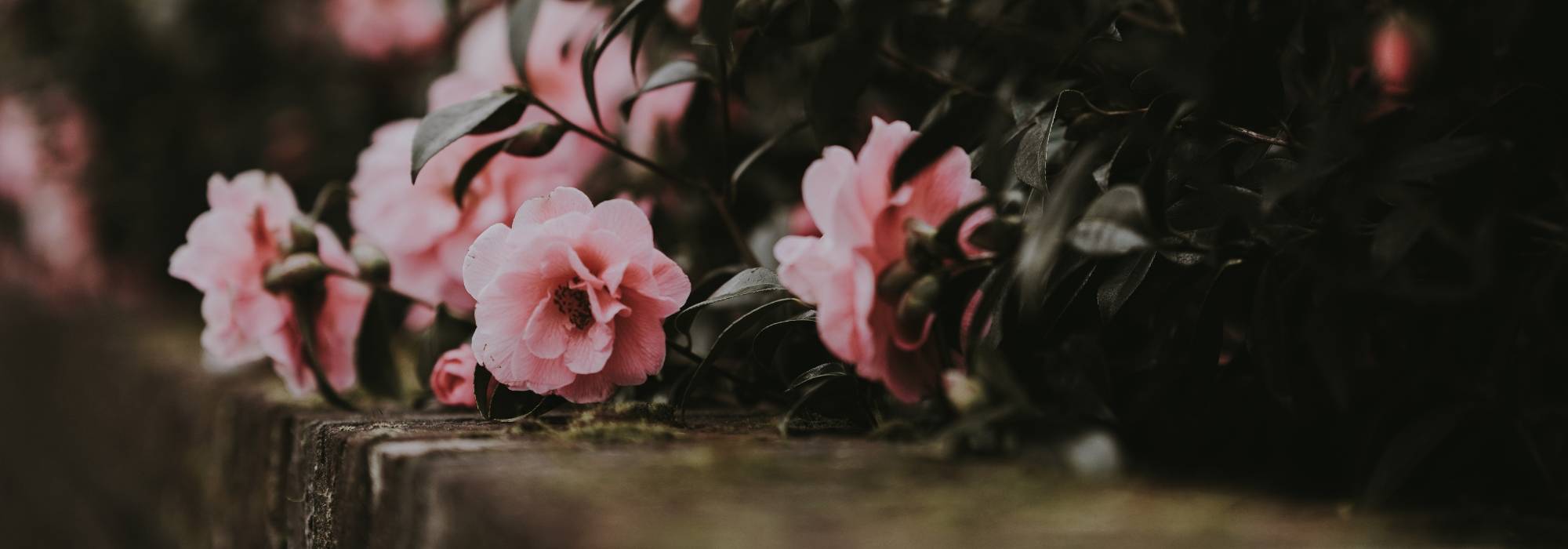 Potted camellia: choose, plant and grow