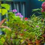 Overwintering potted plants to protect them from the cold