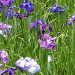 Japanese iris: to grow and care for