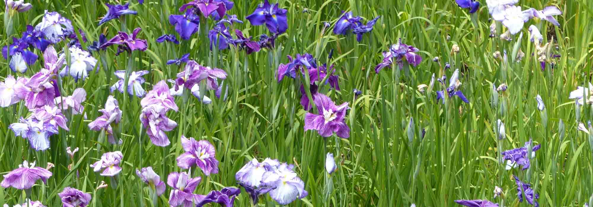 Japanese iris: to grow and care for