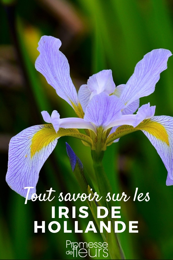 Iris hollandica: Everything You Need to Know

The Iris hollandica, commonly known as the Dutch Iris, is a beloved flower among gardeners and floral enthusiasts alike. Originating from the Netherlands, this iris variety is celebrated for its vibrant colours and elegant form, making it a popular choice for both garden beds and cut flower arrangements.

**Growing Conditions and Care**
Dutch Irises thrive in well-drained soil and prefer a position that receives full sun to partial shade. Planting should occur in autumn, allowing the bulbs to establish themselves before the winter. It's crucial to ensure that the soil is not too wet, as this can lead to bulb rot.

When planting, place the bulbs approximately 4 inches deep and about 3 inches apart. This spacing allows each plant enough room to grow and flourish without overcrowding. For optimal growth, you can incorporate a balanced fertilizer into the soil at planting time and again in the spring when the shoots begin to emerge.

**Flowering and Maintenance**
The Dutch Iris typically blooms in late spring to early summer, offering a spectacular display of colour when many other plants are just beginning to grow. The flowers come in a range of hues including blues, purples, yellows, and whites, each with striking yellow or orange markings on the falls.

To maintain the health and beauty of your iris, remove the flower heads after blooming to prevent seed formation, which can divert energy from the bulb. After flowering, allow the leaves to remain in place until they have yellowed and died back naturally. This process helps the plant to photosynthesize and gather energy for the next growing season.

**Common Issues**
While generally robust, Dutch Irises can be susceptible to common bulb diseases such as bulb rot if conditions are too damp. Additionally, pests like slugs and snails may pose a threat to the leaves and flowers. Regular monitoring and appropriate interventions can help keep these issues at bay.

**Landscape Uses**
Dutch Irises are exceptionally versatile in landscape design. They can be planted in borders, cutting gardens, or container gardens. Their tall, slender stems also make them ideal for formal planting arrangements or as a backdrop for lower-growing plants.

In conclusion, the Iris hollandica is a stunning and relatively easy-to-care-for addition to any garden. With proper planting and maintenance, these irises can provide a delightful splash of colour and elegance to your outdoor spaces each year.