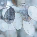 Honesty, Lunaria : sowing, planting, cultivation