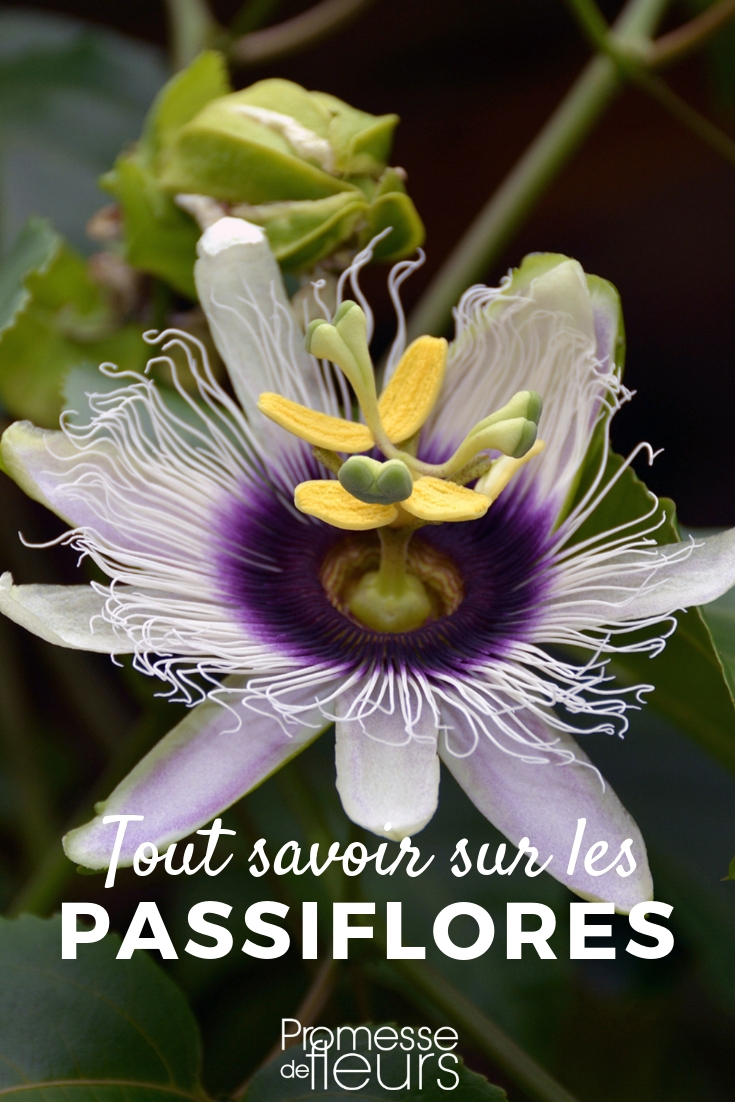 Passion Flower, the Flower of Passion