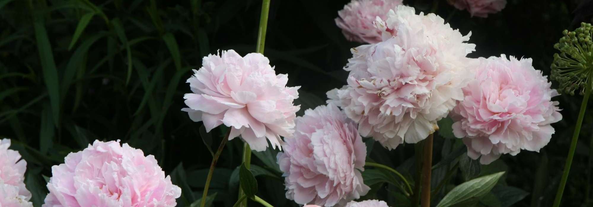 Peonies: planting, pruning and care